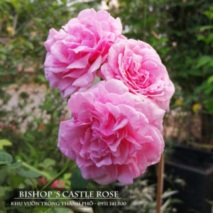 Hoa Hồng ngoại Bishop 's Castle