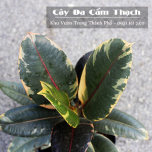 cây đa búp đỏ lá cẩm thạch