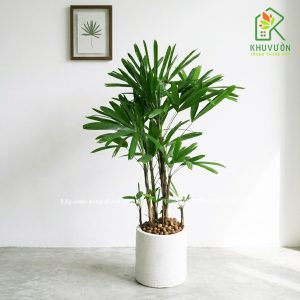 Chậu Cây Mật Cật