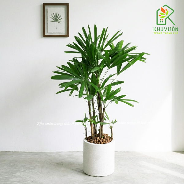 Chậu Cây Mật Cật