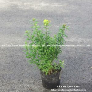 Cây huỳnh anh lá nhỏ