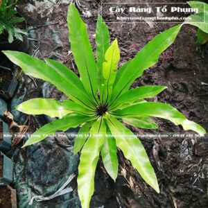 Cây ráng ổ phụng