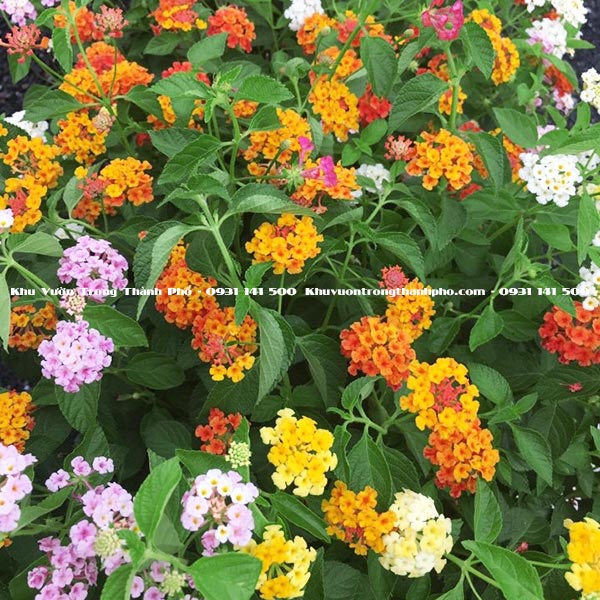 4 Loại hoa rũ thích thợp trồng ban công - Khu Vườn Trong Thành Phố