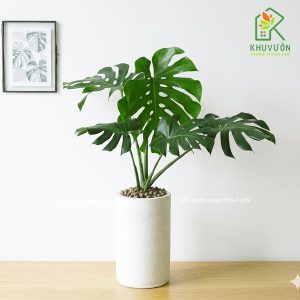 Chậu cây trầu bà nam mỹ để sàn