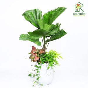 Chậu cây cọ nhật mix
