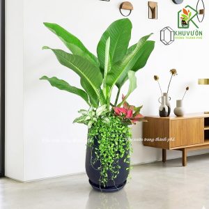 Chậu cây đại phú gia mix