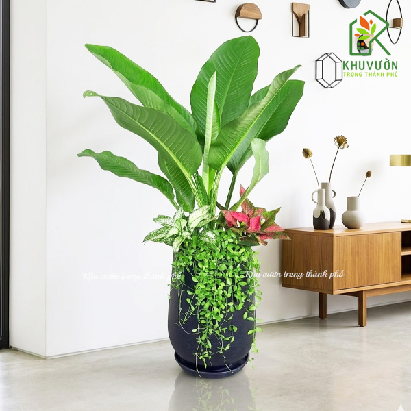 Chậu cây đại phú gia mix