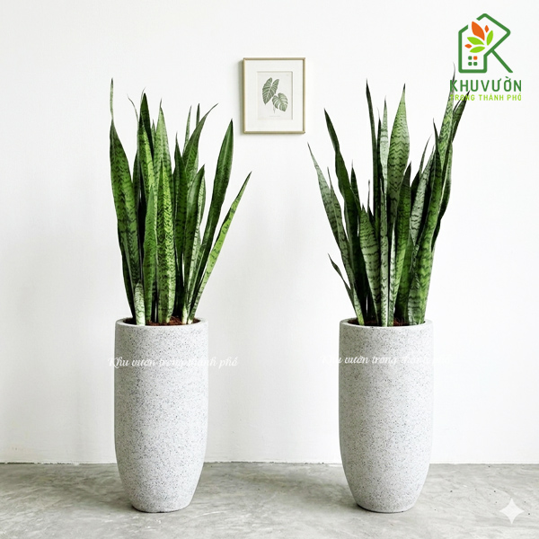 Chậu cây lưỡi hổ xanh