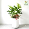 Chậu cây trầu bà thanh xuân mix